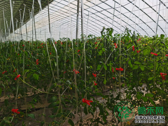 046刘若帆秘书长考察中医农业基地(1)(1)635.png